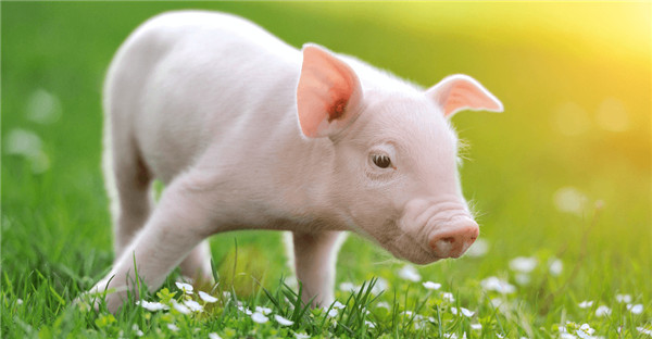 仔猪断奶有讲究！规模化养殖中仔猪早期断奶技术要注意什么？