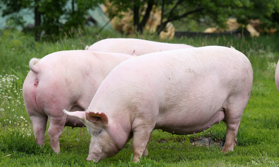 如何缩短母猪产程？养猪人自己总结的缩短母猪产程的小窍门儿