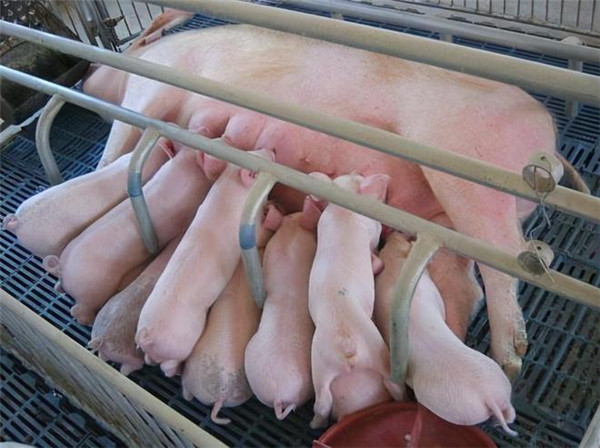 后备母猪养不好，母猪一生好不了！这五大关键点必须重视